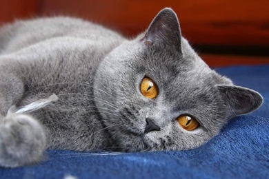 1366x768 Cat Eyes Backgrounds Wallpapers