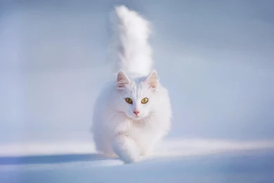 Beautiful White Cat Wallpapers HD For Desktop, PC & Mobile