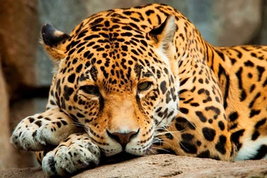 1366x768 Jaguar Cat Wallpapers