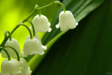 158154_download Desktop PC Laptop Lilies Valley HD Wallpapers_1600x1000.jpg