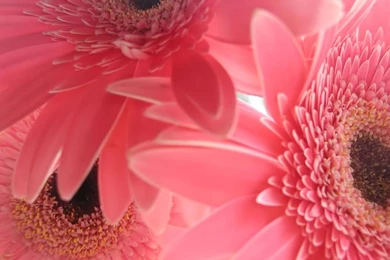 Pink Flowers 1366x768 Netbook Hd Wallpapers