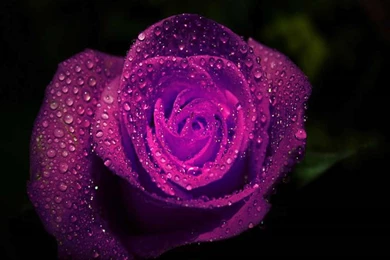 Purple Rose In Rain Desktop Wallpapers
