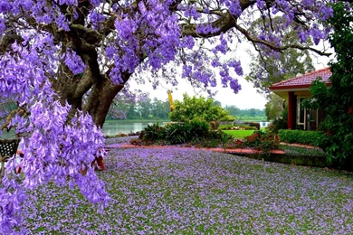 Purple Petals On Ground Flowers Photography Desktop   1530038