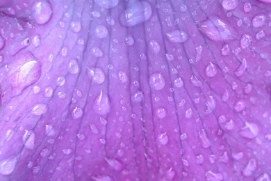 Purple Flowers Backgrounds Wallpapers   765289