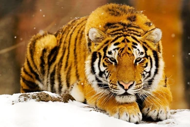 Siberian Snow Tiger Wallpapers
