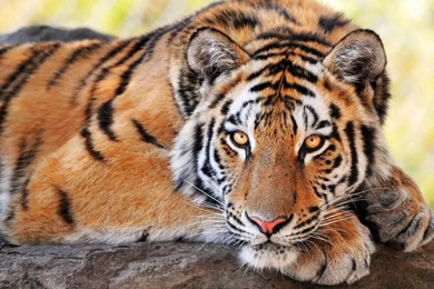 1280x800 Beautiful Tiger Wallpapers