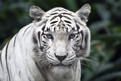 White Tiger Close Up Wallpapers   1280x800   434966