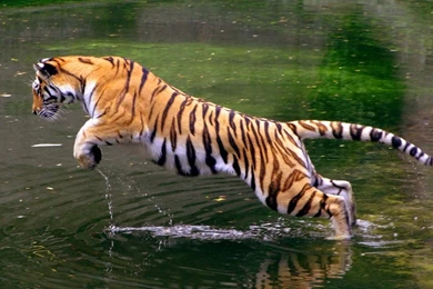 Jump Across The Water 1280x800 Wallpapers,Tiger 1280x800 ...