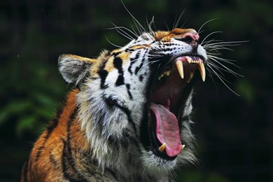 1280x800 Tiger Big Mouth Wallpapers