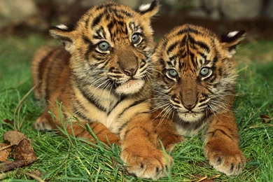 Baby Tigers Wallpapers HD Download For Desktop & Mobile