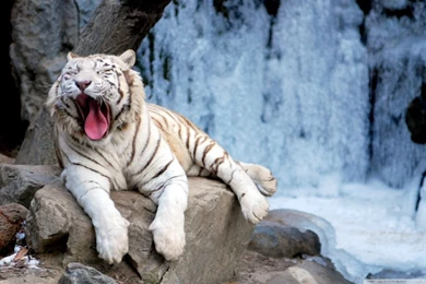 Yawning Tiger HD Desktop Wallpapers : Widescreen : High Definition ...