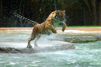 Jump Hd Tiger Wallpapers Hd 1920x1200 1280x800 For 17 inch ...