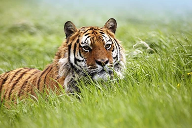 Wallpapers HD Amazing Siberian Tiger   HD Wallpapers Expert
