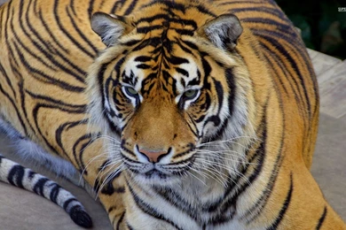 Bengal Tiger Wallpapers   Animal Wallpapers