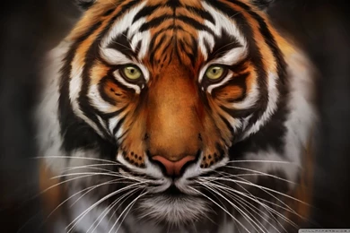 Save The Tiger HD Desktop Wallpapers : Widescreen : High Definition ...