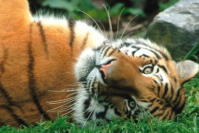 YouWall   Tiger Wallpapers   Wallpaper,wallpapers,free Wallpapers ...