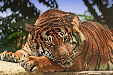 Angry Tiger Wallpapers HD Download For Desktop & Mobile