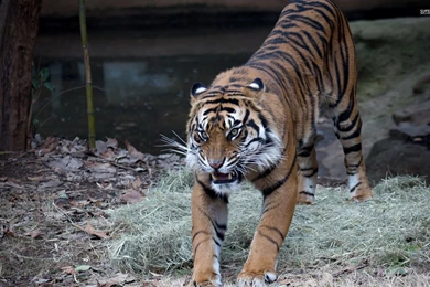 Angry Tiger Wallpapers   Animal Wallpapers