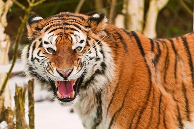 Download Wallpapers 1280x800 Tiger, Face, Striped, Predators, Big ...