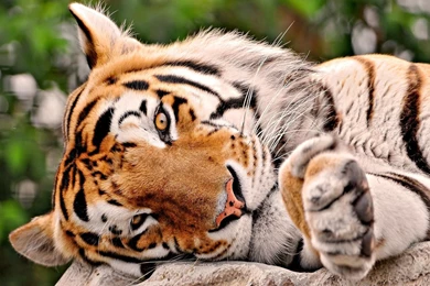 Tiger Wallpapers 1920x1200   (