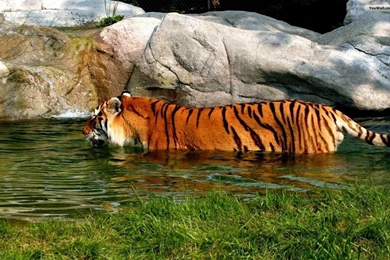 YouWall   Beautiful Tiger Wallpapers   Wallpaper,wallpapers,free ...