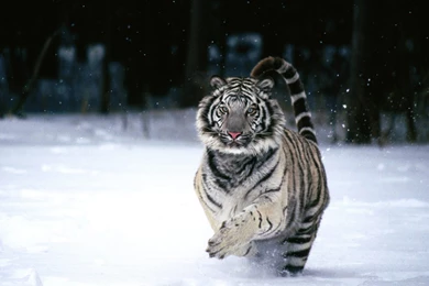 Download Tiger Wallpapers 1280×800
