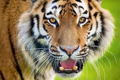 1280x800 Tiger Face Closeup Wallpapers