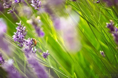 HD Nature Desktop Wallpapers