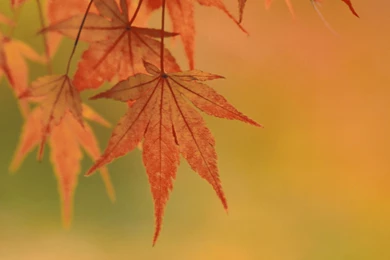 Download Desktop Wallpapers Subject Autumn   Yellow Leaves ...