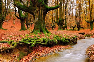 Seguindo A Verdade » A Verdade Da Palavra De Deus