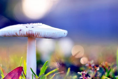 Download Mushrooms Fresh Nature Photography Wallpapers HD Desktop ...