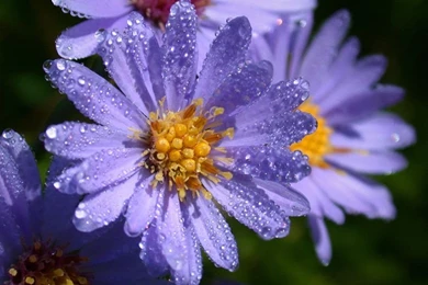 Nature Photography Wallpapers