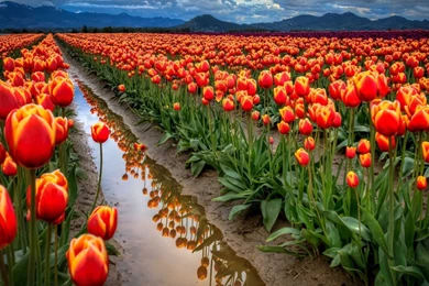 Gallery For   Flowers Landscape Wallpapers