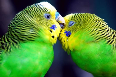 Mashababko: Wallpapers Search Engine