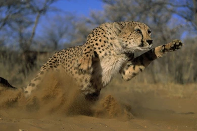 Download Wallpapers 1920x1080 Cheetah, Jump, Run, Field, Grass ...