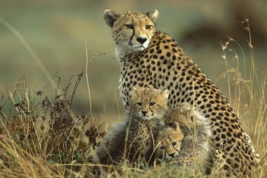 Cheetah Wallpapers   1920x1080   ID: 274861