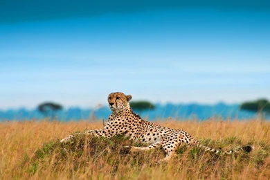 Cheetah Wallpapers Photo 2016 HD Backgrounds