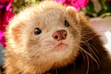 26 Ferret HD Wallpapers