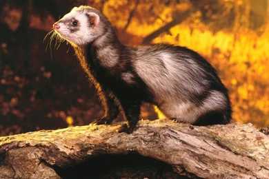 Ferret! Ferrets Wallpapers (13818788) Fanpop