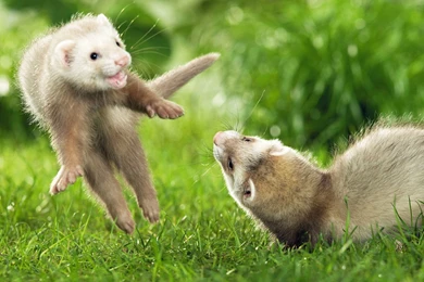 Ferret Wallpapers