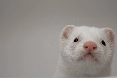 Ferrets Wallpapers