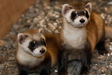 Couple of ferrets 25624 1920x1200.jpg