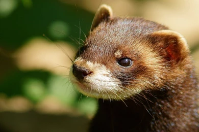 Full HD 1080p Ferret Wallpapers HD, Desktop Backgrounds 1920x1080