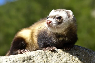 1 Black Footed Ferret HD Wallpapers