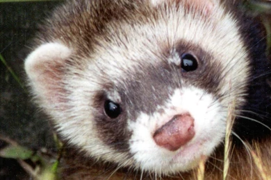 Ferret Wallpapers   Animals Town