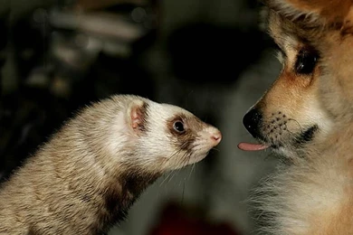 Funny Ferret Wallpapers 139268