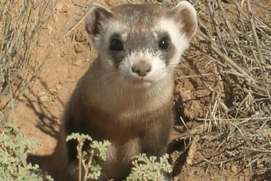 Free Ferret Wallpapers Animals Town