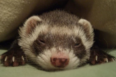 Furry Ferret Xermy Wild Animals Hd Wallpapers   (