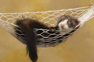 Ferret   Wallpaper.
