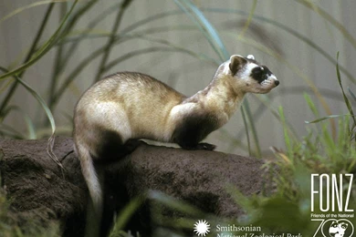 Ferret Wallpapers And Backgrounds   Animals Town